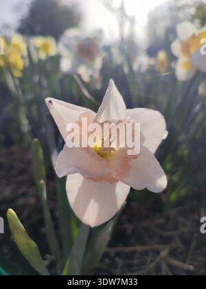 Blühende blühende Narzissenblüte. Blühende Narzissen Blüte mit weißen und rosa Blütenblättern auf grünem Stamm und Blätter wachsen am sonnigen Frühlingsmorgen. Landwirtschaft und Gartenbau Stockfoto