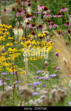 Blumenrand im Sommer mit gelben Rudbeckias, violetten Astern, rosa Echinaceen und Stipa tenuissima Ziergras Stockfoto