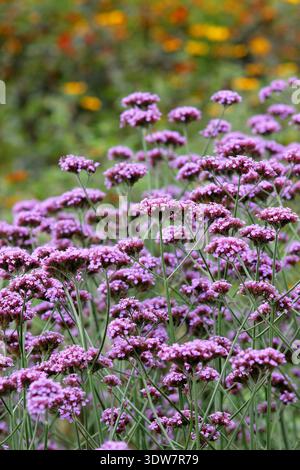 Verbena bonariensis, eine hohe, mehrjährige Pflanze mit violetten Blüten, in englischer Gartensommergrenze Stockfoto