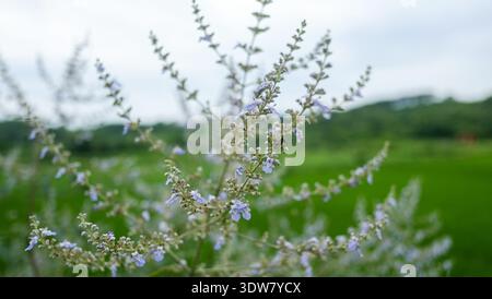 Nahaufnahme zarter violetter salvia- oder lavendelähnlicher Blüten mit geringer Schärfentiefe für einen weichen Bokeh-Effekt im Hintergrund. Stockfoto