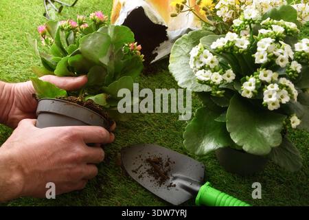 Die Hände des kaukasischen erwachsenen Mannes umtopfen eine blühende kalanchoe-Pflanze auf Gras mit Erde und Kelle in der Nähe. Gartenarbeit im Freien in warmer Natursonne Stockfoto