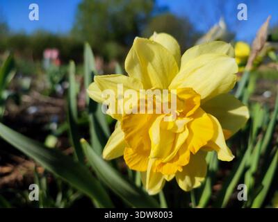 Narzisse. Blumennarzisse. Blühende Narzissenblüte mit vielen gelben Blütenblättern in Blütenstand-Nahaufnahme. Blühende Narzissen-Blüte mit grünen Blättern, die am Frühlingsmorgen im Boden wachsen Stockfoto