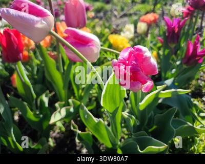Sortenblühende Tulpe Nahaufnahme. Wachsende blühende Blume mit weißen rosa Blüten auf dem Hintergrund von verschwommenen bunten blühenden Blüten am sonnigen Frühlingstag. Natur. Natürlicher Hintergrund Stockfoto