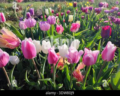 Blühende bunte Tulpenblüten am sonnigen Frühlingstag. Sortenblühende Tulpen. Blühende weiße rosa rote Tulpen Blüten und grüne Blätter. Blühende Blüten wachsen. Natur. Natürlicher Hintergrund Stockfoto