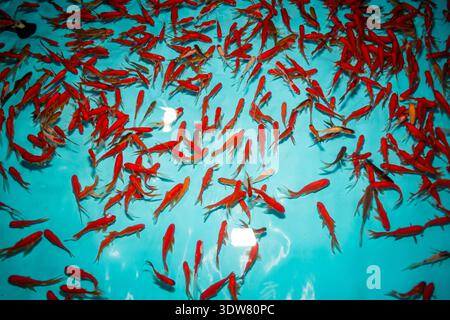 Hochwinkelaufnahme mit direktem Blick auf eine große Schule kleiner roter Fische (Goldfische oder Koi), die in einem hellblauen Pool oder Becken schwimmen. Stockfoto
