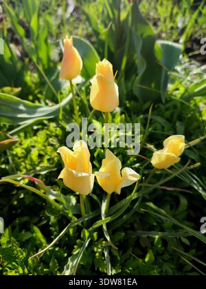 Blühende kleine gelbe Knospen der botanischen Tulpe. Blühende Blüten der botanischen Tulpe mit gelben Blütenblättern mit grünen Blättern, die am Frühlingstag wachsen. Sortenreine Tulpen. Blühende Tulpenblüte. Botanische Tulpe Stockfoto