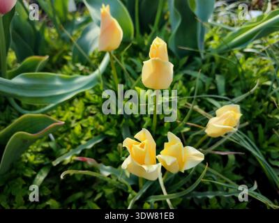 Blühende kleine gelbe Knospen der botanischen Tulpe. Blühende Blüten der botanischen Tulpe mit gelben Blütenblättern mit grünen Blättern, die am Frühlingstag wachsen. Sortenreine Tulpen. Blühende Tulpenblüte. Botanische Tulpe Stockfoto