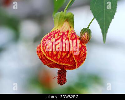 Nahaufnahme eines Redvein Abutilon (Callianthe picta), auch bekannt als Chinesische Laterne, zeigt seine glockenförmigen gelben Blüten mit auffälligen roten Adern. Stockfoto
