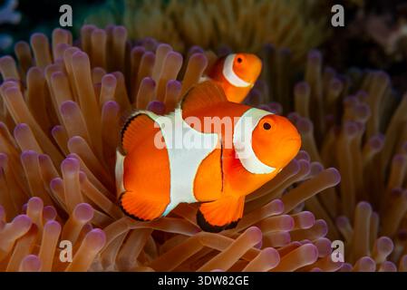 Amphiprion ocellaris, Falschanemonenfische, Molukken, Molukken, Halmahera, Maluku-Inseln, Indonesien Stockfoto