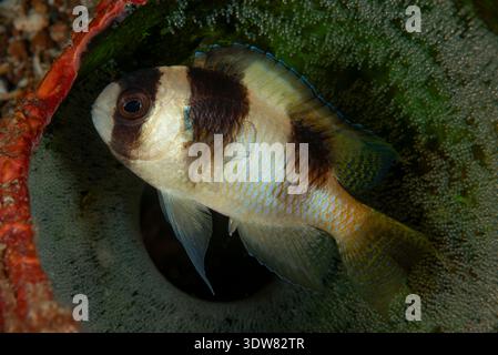 Amblypomacentrus Breviceps, Black Banded demoiselle, männliche Wachen Clutch, Lembeh Straße, Molukkensee, Indonesien Stockfoto