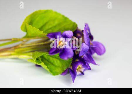 Kleiner süßer Veilchenstrauß. Erste Frühlingsblume Viola odorata auf hellblauem Hintergrund. Stockfoto