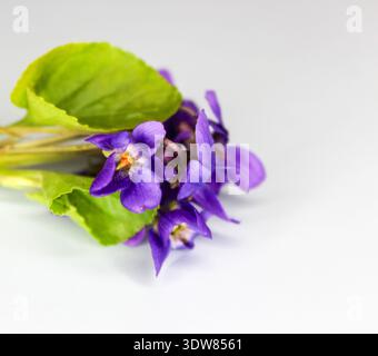 Kleiner süßer Veilchenstrauß. Erste Frühlingsblume Viola odorata auf hellblauem Hintergrund. Stockfoto