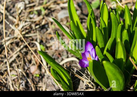 Schöne violette Krokusblüte mit grünen Blättern. Stockfoto