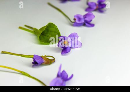 Erste Frühlingsblume Viola odorata auf hellblauem Hintergrund. Stockfoto