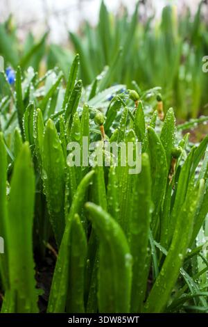 Natürliche grüne Blätter sind nach dem Regen mit Wassertropfen bedeckt. Schöner grüner Hintergrund. Stockfoto
