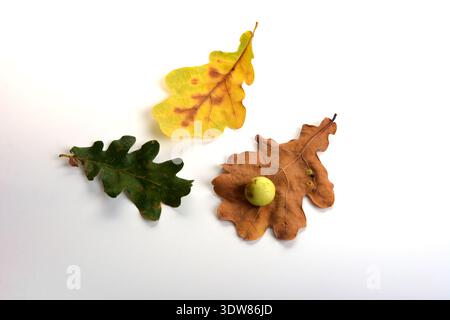 Trockenes Eichenblatt mit Eichenapfel, weißem Hintergrund. Baumschädlinge Gallen von Neuroterus numismalis auf Eichenblättern isoliert. Stockfoto