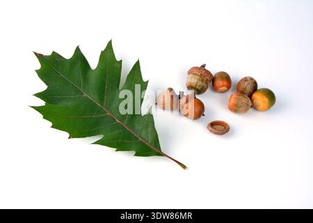 Blätter und Eicheln aus kanadischer Eiche auf weißem Hintergrund Stockfoto