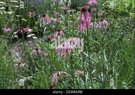 Purpurblume (Echinacea pallida), Nahaufnahme, in einem Garten im Frühjahr. Echinacea pallida, oder allgemein als blasser Purpurblume bezeichnet, in der Blüte der s Stockfoto