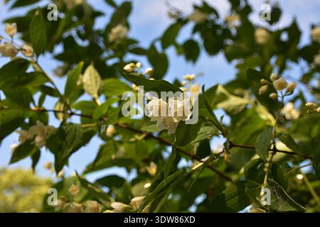 Schöne weiße Jasmin-Blüten vor dem blauen Himmel. Jasmin oder jasminum officinale Rebe und weiße Blüten im Frühling Stockfoto