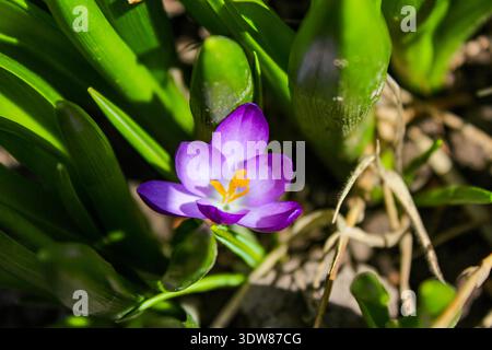 Schöne violette Krokusblüte mit grünen Blättern. Stockfoto