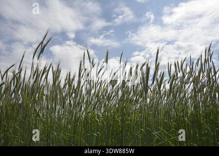 Landwirtschaft. Grüne Ähren von Weizen gegen einen blauen Himmel. Nahaufnahme von unreifen grünen Ohren von Triticale gegen den Himmel. Stockfoto