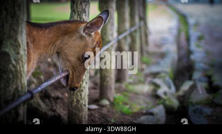 Sika Deer kauen an einer Bar an einem Frühlingstag in Nara Park, Nara, Japan Stockfoto