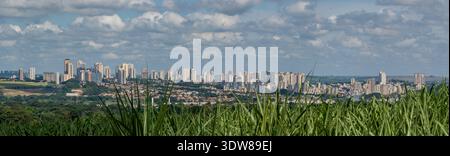 Nahaufnahme des grünen Zuckerrohrfeldes mit der Skyline von Ribeirao Preto im Hintergrund. Stockfoto