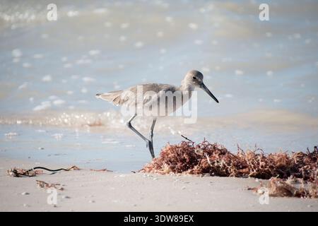 Küstenvögel spazieren entlang des Sandstrandes mit Algen an der Küste in Yucatan, Mexiko. Willet (Tringa semipalmata) Stockfoto