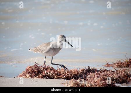 Küstenvögel spazieren entlang des Sandstrandes mit Algen an der Küste in Yucatan, Mexiko. Willet (Tringa semipalmata) Stockfoto
