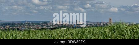 Nahaufnahme des grünen Zuckerrohrfeldes mit der Skyline von Ribeirao Preto im Hintergrund. Stockfoto
