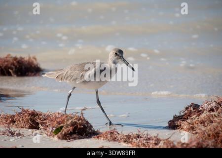 Küstenvögel spazieren entlang des Sandstrandes mit Algen an der Küste in Yucatan, Mexiko. Willet (Tringa semipalmata) Stockfoto