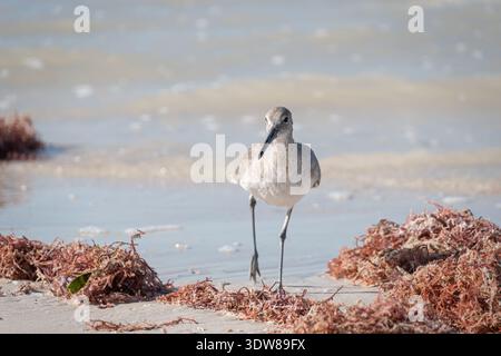 Küstenvögel spazieren entlang des Sandstrandes mit Algen an der Küste in Yucatan, Mexiko. Willet (Tringa semipalmata) Stockfoto