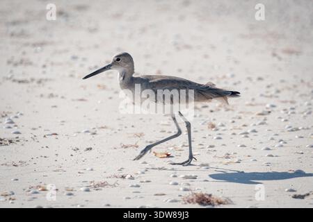 Küstenvögel spazieren entlang des Sandstrandes mit Algen an der Küste in Yucatan, Mexiko. Willet (Tringa semipalmata) Stockfoto