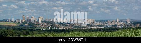 Nahaufnahme des grünen Zuckerrohrfeldes mit der Skyline von Ribeirao Preto im Hintergrund. Stockfoto