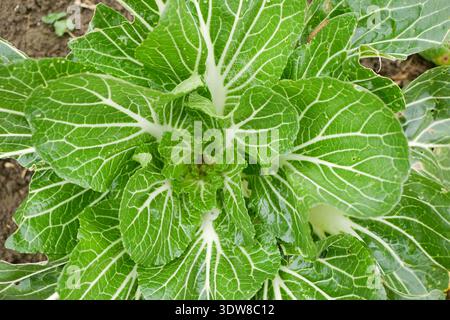 Mangold Beta vulgaris Close-up grün frisch gesundes Blattgemüse Bio mit kleinen Babyknospen unauffällige Blüten, die typischerweise grünlich sind Stockfoto