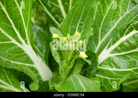Mangold Beta vulgaris blühen gelb grün frisch gesund Blattgemüse blühen biologisch mit kleinen Baby Knospen unauffällige Blüten bolzen typisch Stockfoto