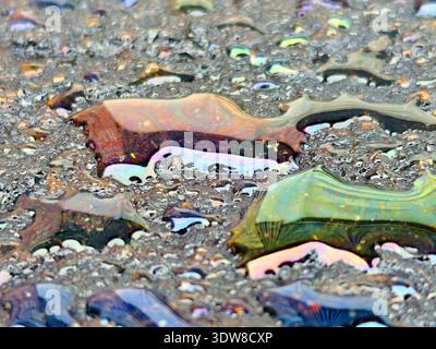 Farbenfroher Ölputz auf nassem Asphalt sorgt für Regenbogenreflexe und schillernde Muster in Pfützen nach Regen. Stockfoto
