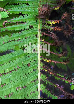 Nahaufnahme eines grünen Farnblattes mit braunen, getrockneten Kanten, die einen natürlichen Kontrast zwischen Leben und Verfall in einer Waldumgebung darstellen. Stockfoto