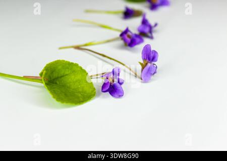 Erste Frühlingsblume Viola odorata auf hellblauem Hintergrund. Stockfoto