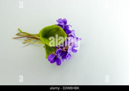 Kleiner süßer Veilchenstrauß. Erste Frühlingsblume Viola odorata auf hellblauem Hintergrund. Stockfoto
