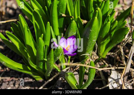 Schöne violette Krokusblüte mit grünen Blättern. Stockfoto