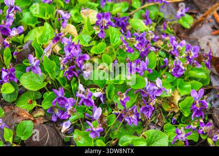 Das violette Blumenfeld blüht im Frühling. Die erste Frühlingsblume ist Viola odorata. Stockfoto