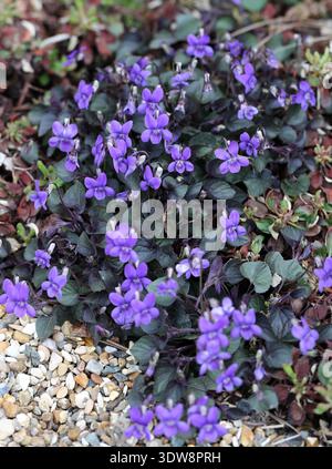 Englisches Violett, gemein Violett, Holzviolett, süßes Violett, Florismusviolett, oder Gartenviolett, Viola odorata, Violaceae. Großbritannien, Europa. Stockfoto