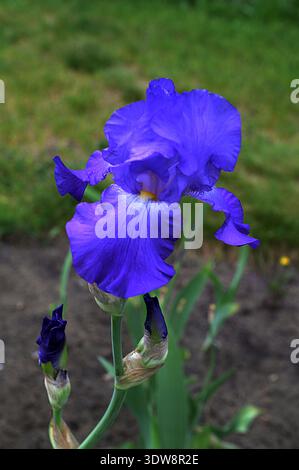 Gruppe blühender sibirischer Iris (Iris sibirica) im Garten. Die Blume der sibirischen Iris wächst in einem Sommergarten. Stockfoto