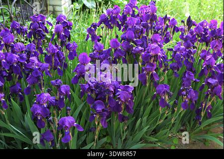 Blaue sibirische Iris im Frühlingsgarten. Gruppe blühender sibirischer Iris (Iris sibirica) im Garten. Viele Blauirien im Frühlingsgarten Stockfoto