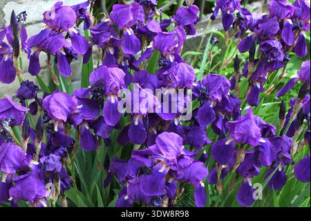 Blaue sibirische Iris im Frühlingsgarten. Gruppe blühender sibirischer Iris (Iris sibirica) im Garten. Viele Blauirien im Frühlingsgarten Stockfoto