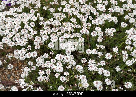 Evergreen Candytuft oder Perennial Candytuft, Iberis sempervirens, Brassicaceae. Mittelmeerraum, Europa. Stockfoto