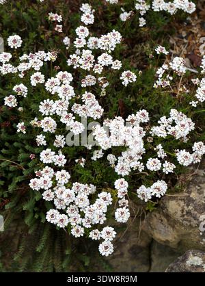 Evergreen Candytuft oder Perennial Candytuft, Iberis sempervirens, Brassicaceae. Mittelmeerraum, Europa. Stockfoto