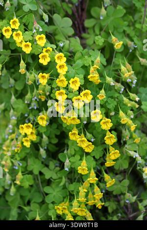 Gelbblühendes chilenisches Nasturtium, Tropaeolum brachyceras, Tropaeolaceae. Chile, Südamerika. Sie ist endemisch in den Gebirgsregionen Chiles. Stockfoto