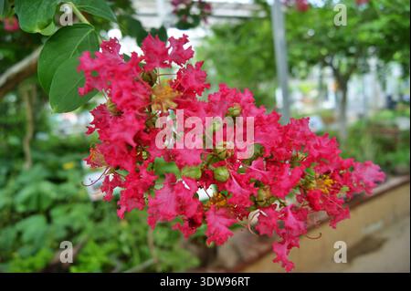 Rosa Krabbenmyrtenblüten in voller Sommerblüte Stockfoto